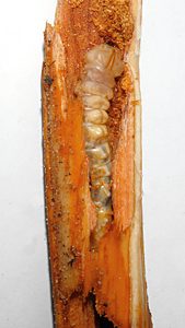Temognatha mitchellii, PL4533A, larva, in Allocasuarina muelleriana ssp. muelleriana (PJL 3394) horizontal root, SE, photo by A.M.P. Stolarski